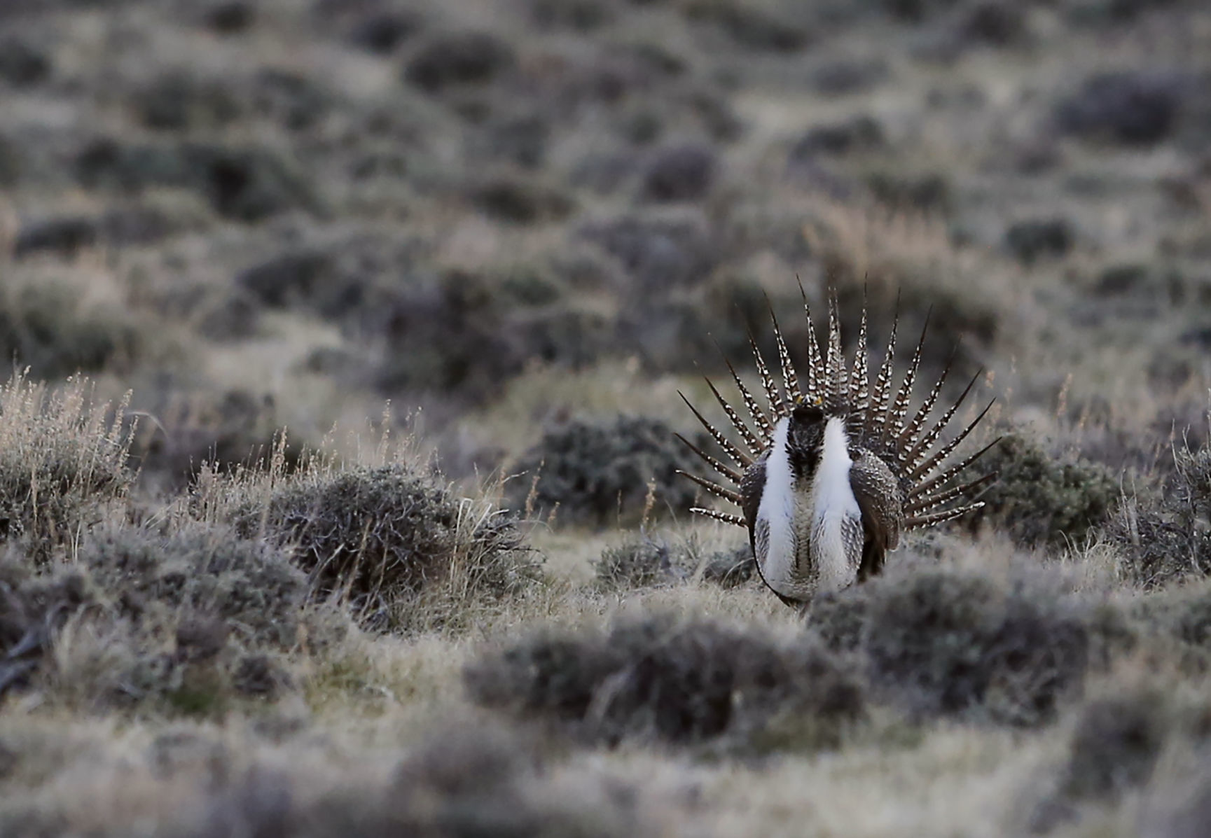 Sage Grouse